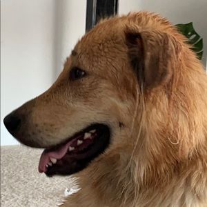 Meet your Posher, Cody